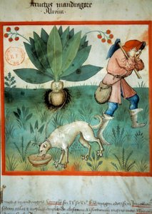 Mandraken. Lægeplante, som ofte er blevet tilskrevet ekstraordinære magiske dyder. Belysning fra malkning af medicin og diætetik "" Tacuinum sanitatis"" af Unknown artist