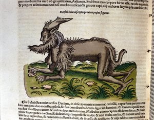 Mantikernen fra Historia Animalium af Conrad Gesner, Tiguri 1560. Biblioteca nazionale Braidense. Milano af Unknown artist