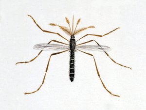 Myggen. Naturhistorisk bestyrelse. 19. århundrede. af Unknown artist