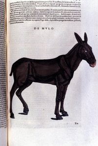 Multen efter Historiae animalium af Konrad Gesner, Tiguri af Unknown artist