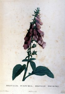 Den lilla digitale. 1800-tallets herbarium. af Unknown artist