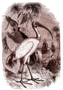 Egyptiläisten pyhä ibis af Unknown artist