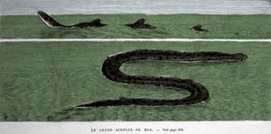 Havslangen observeret i 1872 i Meridional Atlanterhavet. af Unknown artist