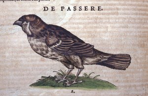 Spurven i Historia Animalium af Conrad Gesner (1516 - 1565), Tiguri af Unknown artist
