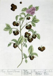 Teplanten Frutex Bontii - botanisk bord af Unknown artist