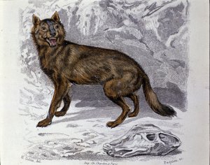 Ulven. Plade taget fra en Natural History Treat of "" Works of Buffon"" af naturforsker Georges Louis Leclerc, greve af Buffon (1707 - 1788). 19. århundrede af Unknown artist