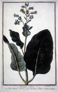 Tobaksblad og blomst (Nicotiana Minor) i et herbarium fra det 19. århundrede. af Unknown artist