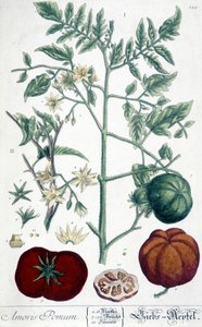 Tomat, botanisk bord af Unknown artist