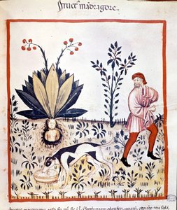 Afhandling om medicin "Tacuinum sanitatis""" 14. århundrede. Hent Mandrake. Bibiloteca Nazionale Braidense. Milano af Unknown artist