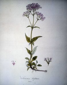 Valeriana lilla eller Valeriana tripteris. 1800-tallets herbarium. af Unknown artist
