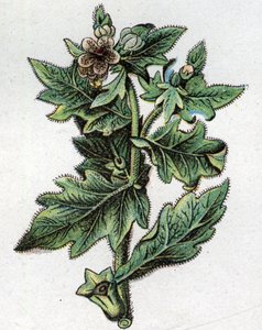 Venenøse botaniske planter: op til. Indgravering i ""Den naturlige medicin"", af Friedrich Eduard Bilz (1842-1922) af Unknown artist