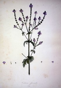 Verbena officinalis (Verbena officinale). 1800-tallets herbarium. af Unknown artist