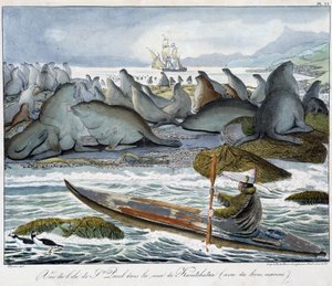 Udsigt over øen St. Paul i Kamchatkas hav med søløver. af Unknown artist