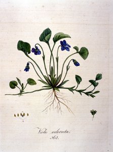 Violet. 1800-tals gravering. af Unknown artist