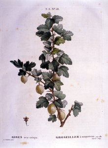 Hvide ribs eller makrel: botanisk bord fra det 19. århundrede. af Unknown artist