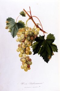 Hvide druer. 1800-tals gravering. af Unknown artist