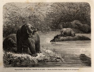 Zambesisk flodhest: kvinde og hendes unge forfriskende i floden. Indgravering til illustration af Dr. Livingstones første rejser til det sydlige Afrika fra 1840 til 1856 i "Le tour du monde, nouveau journal des voyages"" udgivet under ledelse af Edouard Ch af Unknown artist