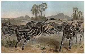 Zebre - Zebraer - Afrikanske hestefamilier - gravering fra "" Brehms Dyreliv"" af Alfred Edmund Brehm (1829-1884) af Unknown artist