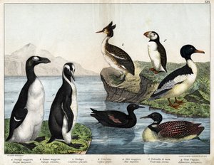 a: Almindelig guldfisk (Mergus merganser), b: Almindelig lappedykker (Podiceps cristatus), c: Almindelig lom (Colimbus glacialis), d: Sort Guillenot (Cephis grylle), Pinguoin (Alca impennis), f: Lunde (Fratercula artica) ), g; Royal Penguin (Ptenodydydydye af Unknown artist