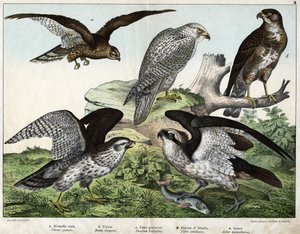 a: Ørn eller kongebusard, b: dyse, c: fiskerfalk, d: islandsfalk, e: rundt = astore - i “Fuglenes naturhistorie”, red. Hoepli, Milano af Unknown artist