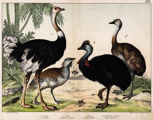a: Grance bustard (Late Otis), b: Cassoar (Casarius galeatus), c: Afrikansk struds (Struthio camelus), d: Nandon (American Rhea) -I "" Natural History of Oideals", red. Hoepli, Milano af Unknown artist