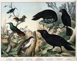 a: Grimpereau (certhia familiaris), b: Lille fluefugl (Mellisuga minima), c: Udsmykket kolibri (Lophornis ornata), d: safirkolibri (Hylocharis sapphirina), e: Kejserravn (Corvus corax), f: Sort krage ( Corvus Corone), g: Ravn (Corvus frugtagtig gi af Unknown artist