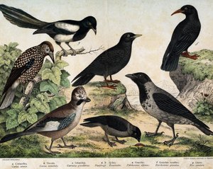 a: Mantelkrage (Corvus krage), b: Almindelige spirer (Corvus monedula), c: Rågrå (Garrulus glaudarius), d: Spættet casseroix (Nucifraga caryocatactes), e: Gulnæbbet Chocad (Pyrrohocorax alpinus), f: Rød -næbbet (Pyrrhocorracorracorracorrax) x gracu af Unknown artist