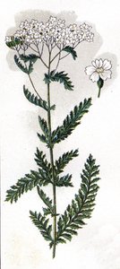 illustration i Mon docteur - traite de medecine et d