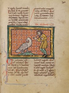 En Caladrius-fugl af Unknown artist