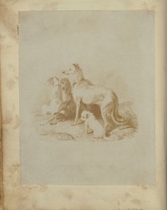 [En gruppe på fem hunde] af Unknown artist