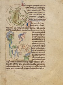 Et firben; salamandre af Unknown artist