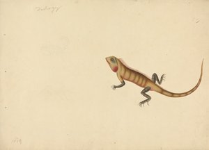 En firben med skitser af en skorpion og en edderkop af Unknown artist