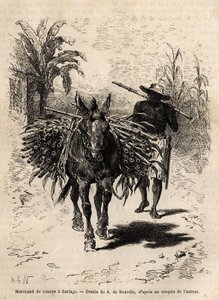 En sukkerrørshandler og hans muldyr i Cartago (Costa Rica), den eneste købmand, der besjæler de tomme gader i byen. Indgravering til illustration af rejsen til New Granada, af Dr. Saffray, i 1869, udgivet i "" Le tour du monde""" 1873, redigeret af Edouard af Unknown artist