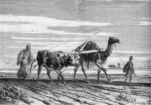 Landbrug i Egypten: en plov trukket af en ko og en kamel. Indgravering i "" Le Monde Illustré"" nr. 1316 af 17. juni 1882. af Unknown artist