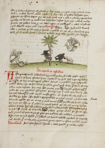 En ørn, der griber en snegl; en krage, der hakker i en snegl af Unknown artist