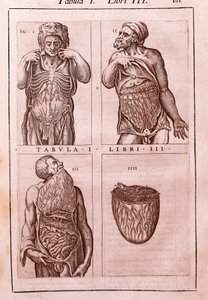 Anatomisk tavle, der repræsenterer: dimensionerne, musklerne i maven, tarmene og maven. Indgravering i "" Anatomia Corporis Humani "" af Juan Valverde De Amusco (1525-1588). Tabel I, bog III. Barcelona. Biblioteca de Catalunya (Nationalbiblioteket i Ca af Unknown artist