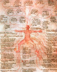 Anatomisk diagram, der illustrerer blodcirkulationen Miniature fra manuskriptet "" De surgia""" Venedig Biblioteca Marciana fra det 13. århundrede af Unknown artist