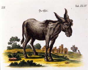 Ankey. 1700-tallets fremstilling. af Unknown artist