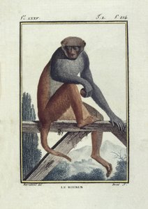 BUFON, Georges-Louis Leclerc, greve af (1707-1788). Rhesusaber (rhesus). Illustration af "Histoire naturelle, generale et particular" af Unknown artist