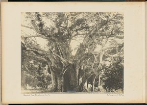 Baobabtræ. Mombassa. af Unknown artist