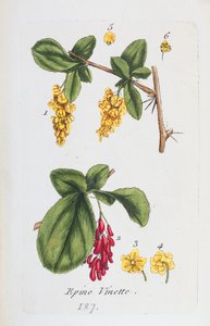 Berberis af Unknown artist