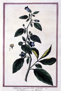 Belladonna, blomster og bær. Giftig plante brugt i medicin. Gravering efter et herbarium fra det 19. århundrede. af Unknown artist