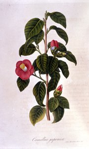 Botanisk tavle: Camelia fra Japan. 1800-tals gravering af Unknown artist