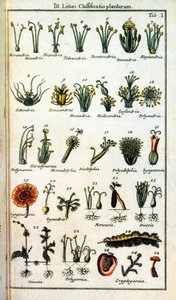 Botanisk tavle: Klassificering af planter af Carl von INNE (1707-1778), svensk naturforsker i "" Compendium Botanices Systematis Linnean ". Udgave af Unknown artist
