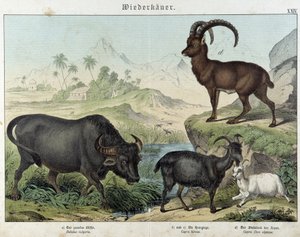 Bøfler, ged, ged og stenbuk - i "" Natural historier of pattedyr", red. Schreiber af Unknown artist