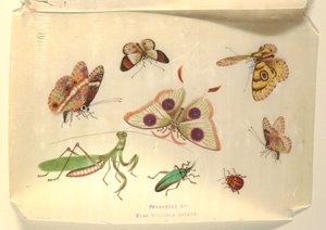 Sommerfugle og andre insekter af Unknown artist
