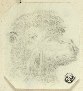 Kamelhoved vendt mod højre af Unknown artist