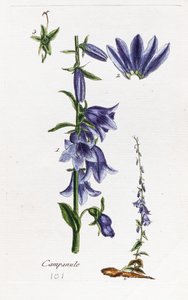 Campanula (ferskenbladet klokkeblomst) af Unknown artist