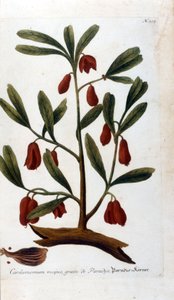 Kardemomme. 1700-tals gravering. af Unknown artist