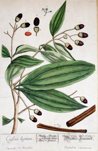 Cinnamon de Malabar (Indien) - botanisk bord af Unknown artist